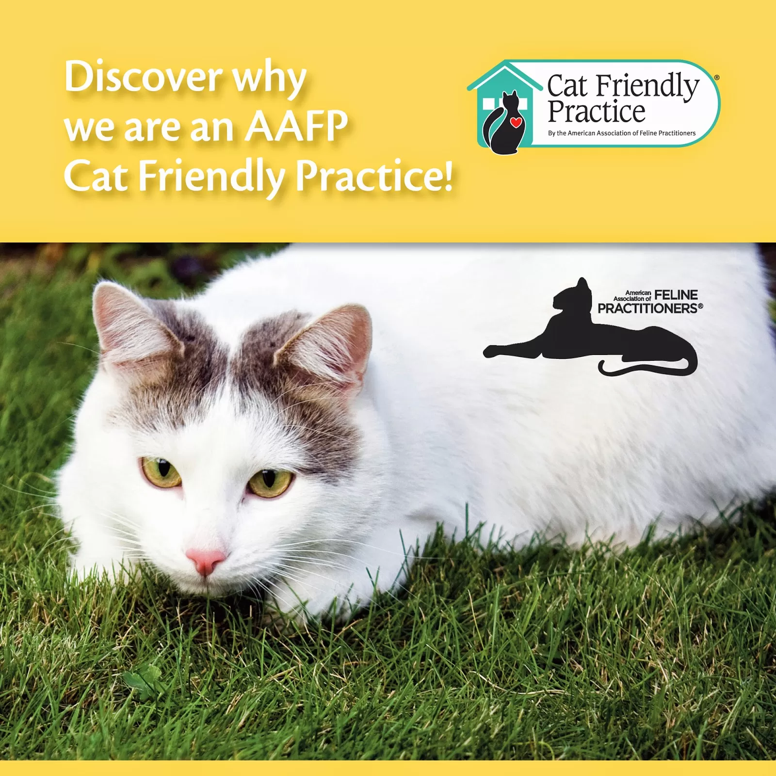 Discover why we are an AAFP Cat Friendly Practice!