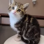 Kitten patient